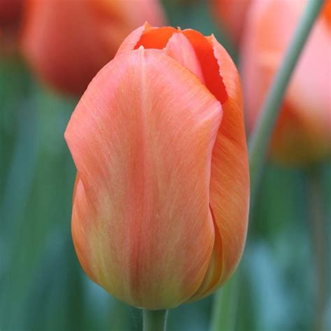 Tulip Darwin Hybrid American Dream 20 Bulbs Longfield Gardens