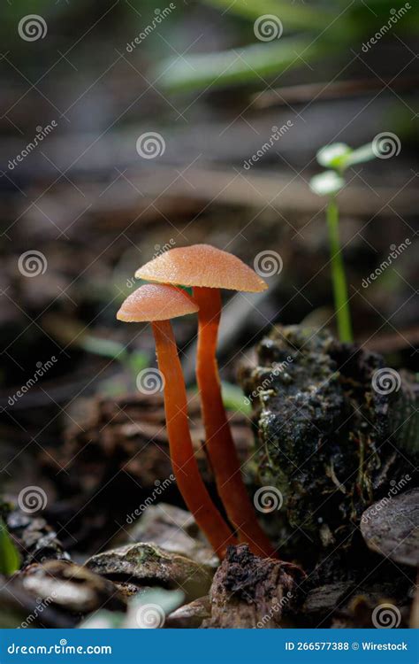 Cultivo De Hongos Silvestres En El Bosque Foto De Archivo Imagen De