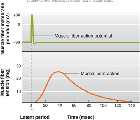 Excitation Contraction Coupling In Cardiac Muscle Week Flashcards