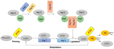 Targeting Atg In Cancer Therapy