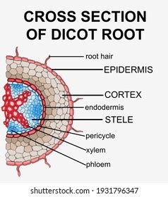 Dicot Root Cross Section