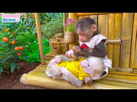 BiBi obedient takes care of baby monkey OBi - YouTube