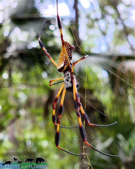 Banana Spider Imagine Our Florida Inc