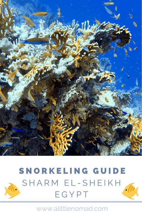 Sharm El Sheikh: Snorkeling Guide | A Little Nomad