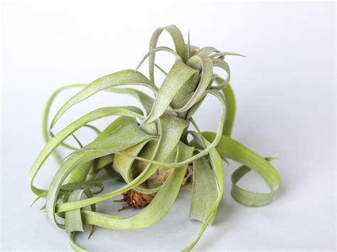 The Tillandsia Streptophylla Is Known As Shirley Temple For Its Curly