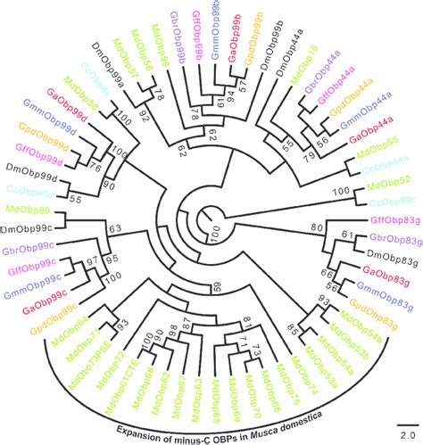 Phylogeny Of Minus C Odorant Binding Proteins The Minus C OBPs Have