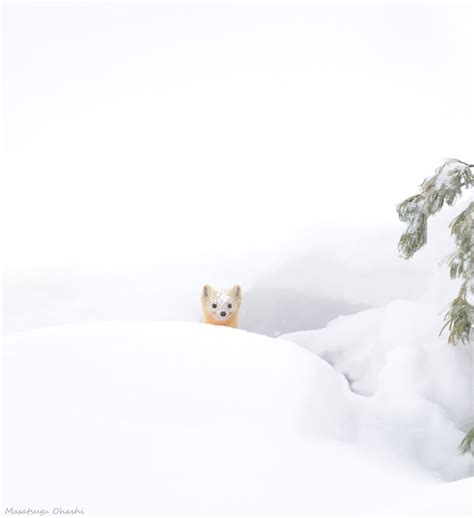 19 Gorgeous Photographs Of Wild Animals During Winter Time