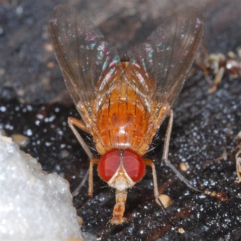 Phaonia Pallida From Hungary On June At Am By G Bor