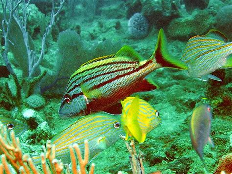 Snorkeling in BAYAHIBE with Dressel Divers