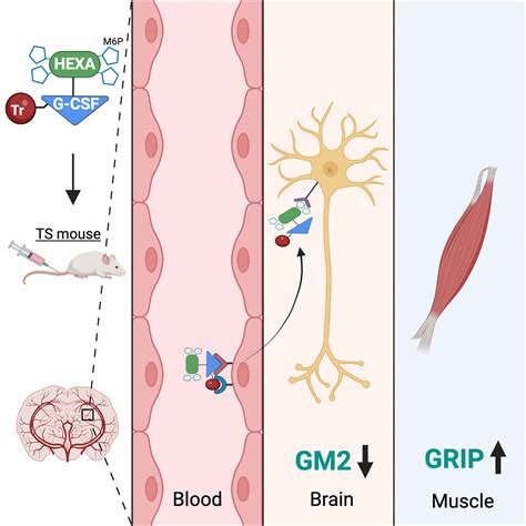 Treating Late Onset Tay Sachs Disease Brain Delivery With A Dual