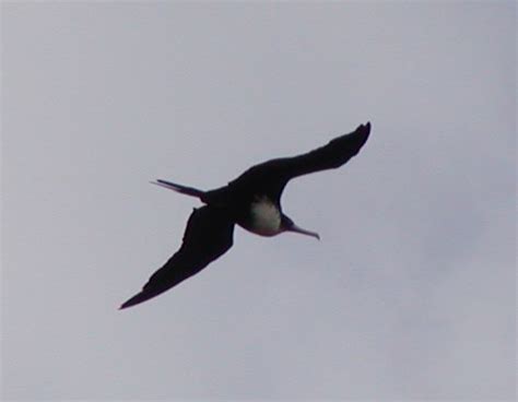 Great Frigatebird from ísla de Pascua CL VS CL on March 7 2003 at 02