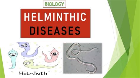 Helminthic Diseases Helminthiasis Biology Tutorials Youtube