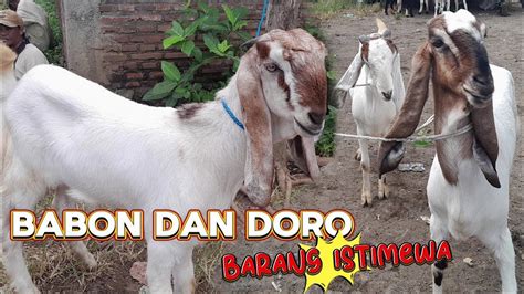 Barang Istimewaharga Kambing Betina Hari Ini Pasar Dampit Malang