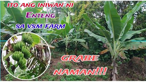 Ito Ang Iniwan Ni Enteng Sa Vsm Farm Val Santos Matubang Kalingap Rab