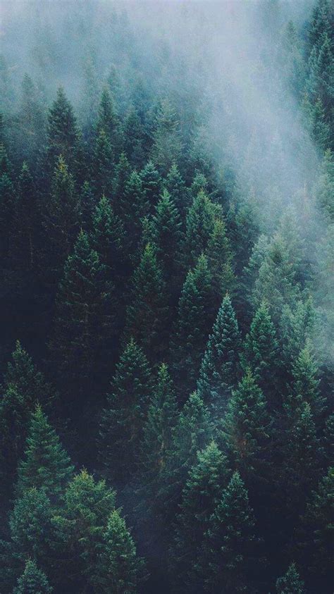 Aesthetic Forest Wallpapers - Wallpaper Cave