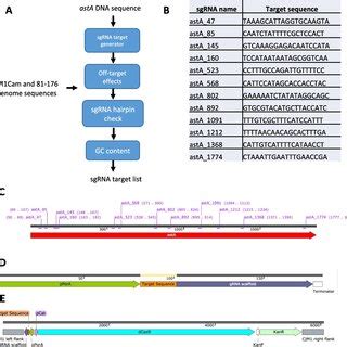 design  sgrna target sequences  integration   sgrna scaffold