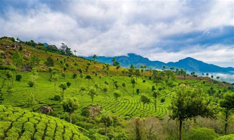 16 Best Places To Visit In Munnar Hill Station In Kerala Bon Travel India