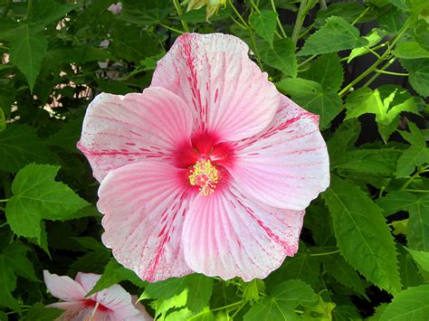 Glamorous Perennial Hibiscus - Smalls LandscapingSmalls Landscaping