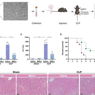 MSCs Protect From Sepsis Induced Acute Liver Injury A Schematic