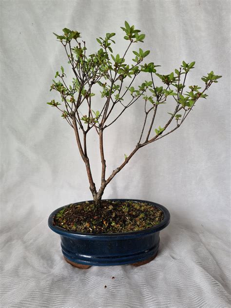 Bonsai Azalea(Rhododendron) – The Bonsai Company