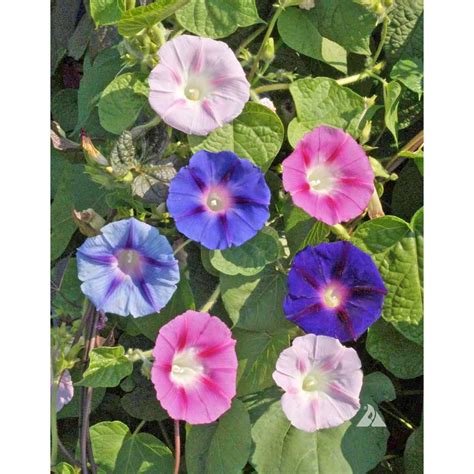 Mixed Colors Morning Glory Seeds – NE SEED