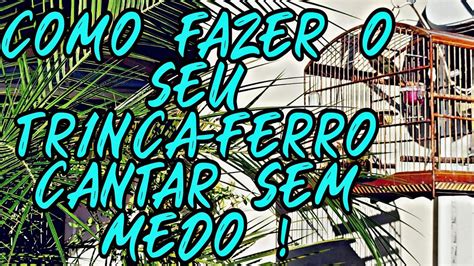 Como Fazer Seu Trinca Ferro Cantar Sem Medo Youtube