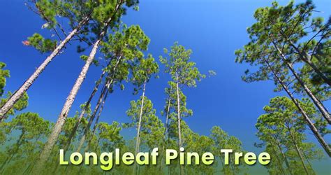 Loblolly Pine Tree Facts