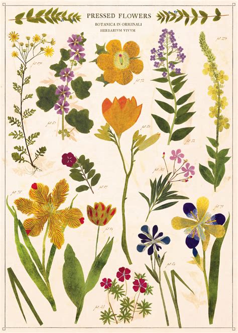 Cavallini Poster Gift Wrap Pressed Flowers Bobangles