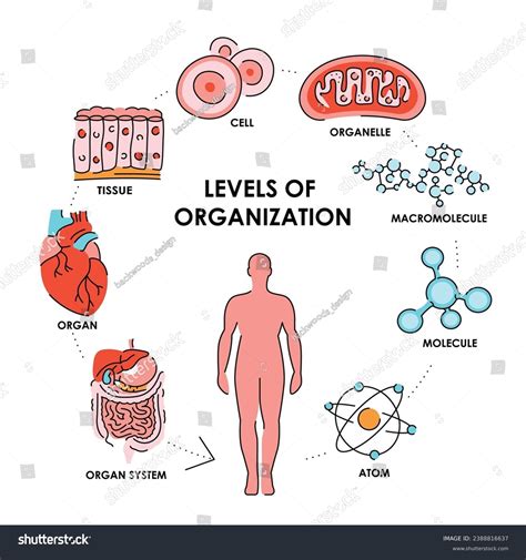 Organisation Organisms Color Line Diagram Vector Stock Vector (Royalty ...