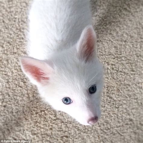 Rylai The Albino Fox Cub Thinks Shes A Dog Daily Mail Online