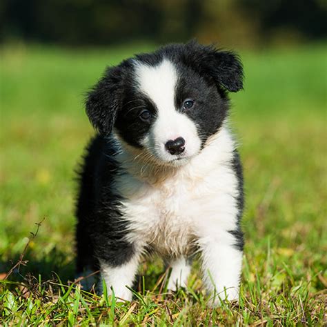 Border Collie Breeders & Puppies For Sale In California