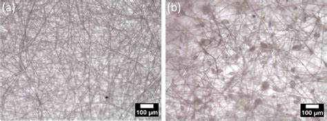 Optical Microscope Image Showing A Activated Carbondoped Polystyrene