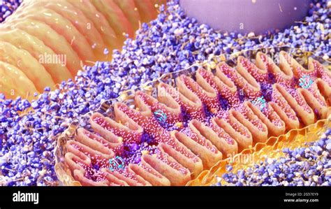 Cell Membrane Cross Section Banque De Photographies Et Dimages Haute