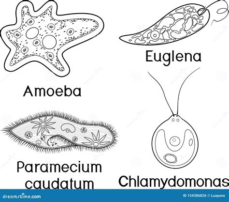 Coloring Page Set Of Unicellular Organisms Protozoa Paramecium Caudatum Amoeba Proteus