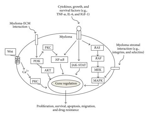 Signalling Pathways Involved In Myeloma Pathogenesis The Various