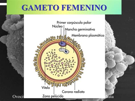 Gameto Femenino Y Masculino Definici N Y Diferencias Esquema