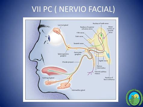 Ramas Del Nervio Facial