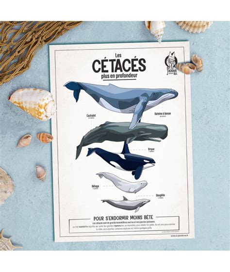 Vintage cards - Cetaceans, whales, dolphins