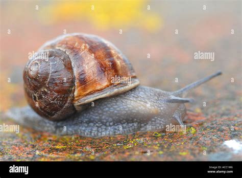 Important Pests Hi Res Stock Photography And Images Alamy