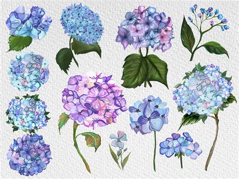 Hydrangea Watercolor Clipart Hand Painted Watercolor Etsy Espa A