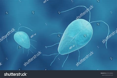 Giardia Duodenalis Known Giardia Lamblia 3d Stock Illustration 2010128363 Shutterstock