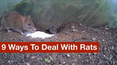 9 Ways To Deal With Rats (warning: lots of footage of rats, living and dead) – HousePetsCare.com