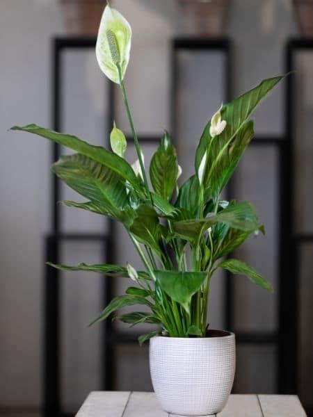 Peace Lily Vs Calla Lily Differences Explained