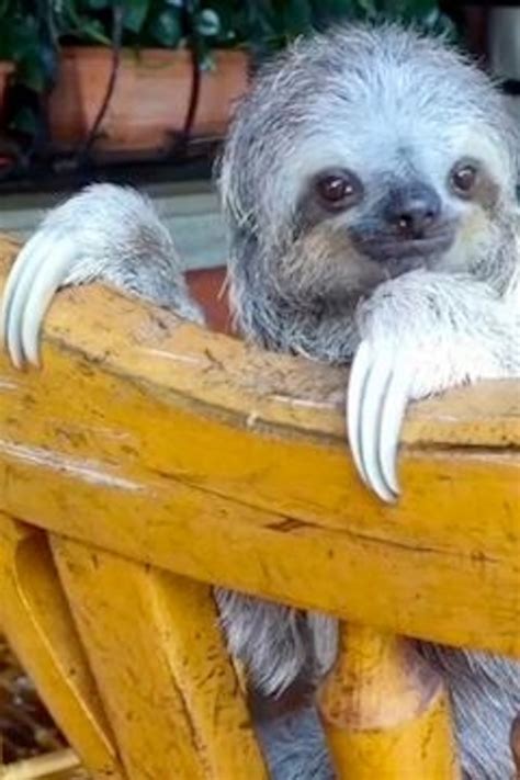 Smiling Baby Sloth