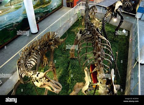 Dinosaur Museum in Beijing China 2007 Stock Photo - Alamy