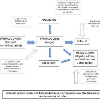 Pdf Interacciones Entre F Rmacos Fitof Rmacos Y Plantas Medicinales