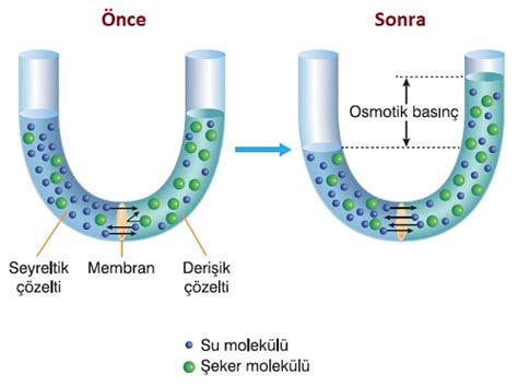 Koligatif Zellikler Tyt Ayt Kimya