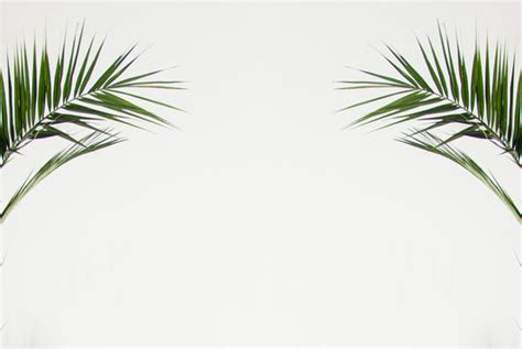 Palm Branches Background