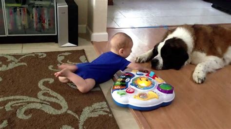 Baby And Stbernard Meet Youtube