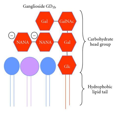 Lipid Rafts In Mast Cell Biology Silveira E Souza 2011 Journal Of